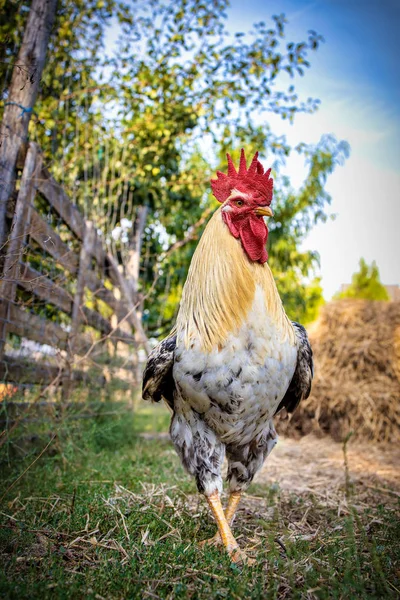 Belo galo branco nas aves em uma fazenda húngara — Fotografia de Stock