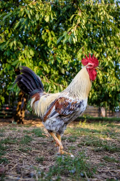 Beautiful white cock on the poultry in a hungarian farm — Stock Photo, Image