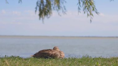 Vahşi bir ördekten (Anas platyrhynchos)