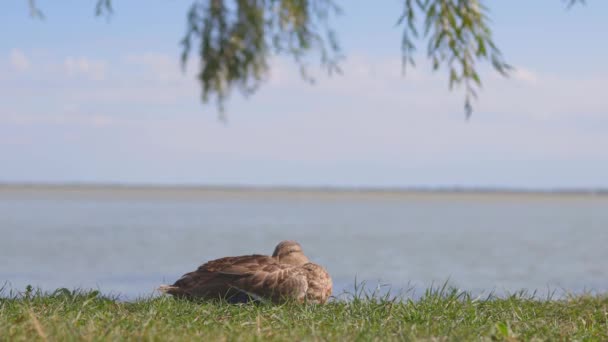 Nahaufnahme Von Einer Wildenten Anas Platyrhynchos — Stockvideo