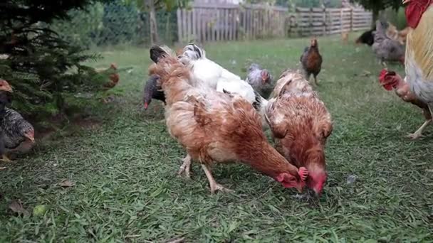 White Cock Hens Poultry Hungarian Farm Slow Motion — Stock Video