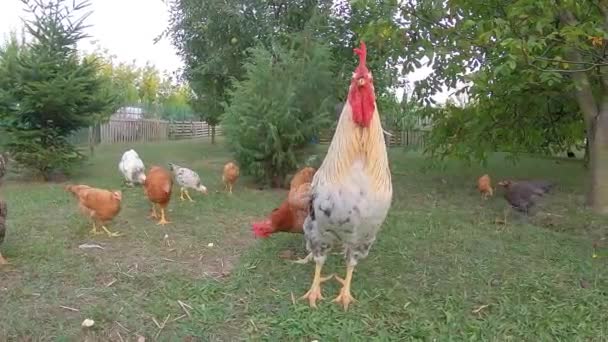 Beyaz Horoz Tavuklar Macar Çiftliğinde Kümes Hayvanlarında — Stok video