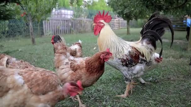 White Cock Hens Poultry Hungarian Farm Slow Motion — Stock Video