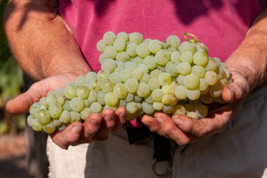 Çiftçinin ellerinde büyük, lezzetli bir üzüm.