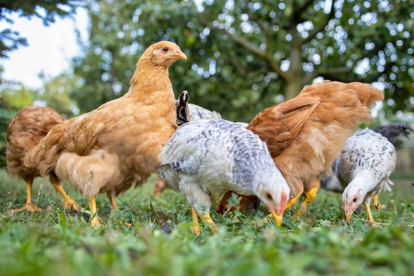 Traditional hungarian hens on the poultry in a hungarian farm — Stock Photo, Image