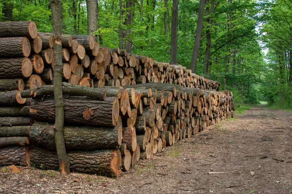 Gran pila de madera en el camino del bosque — Foto de Stock