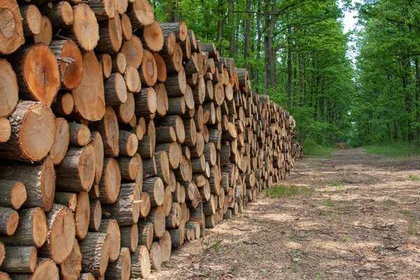 Grande mucchio di legno sulla strada forestale — Foto Stock