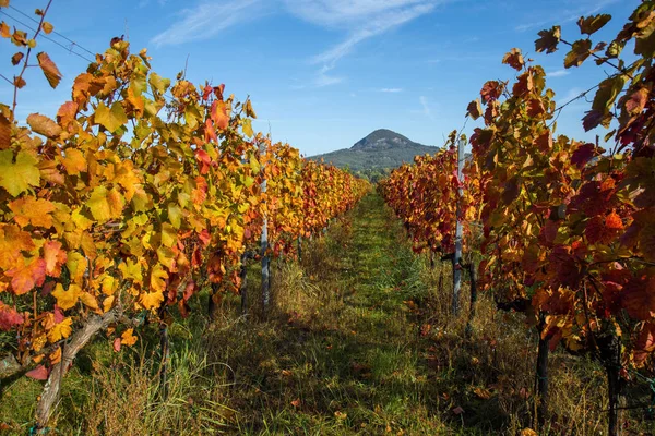 Belles rangées de raisins en automne — Photo