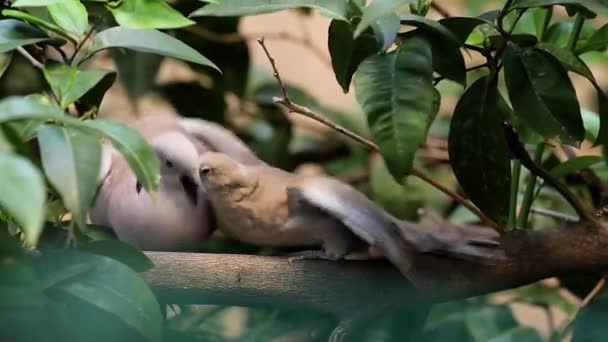 Taubenfamilie Die Hühner Fressen — Stockvideo