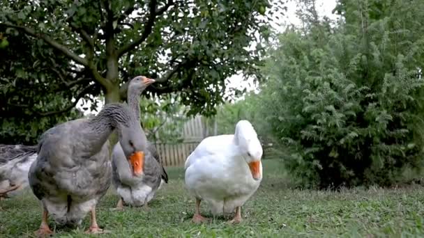 Rebanho Ganso Doméstico Cinza Aves Capoeira Câmera Lenta — Vídeo de Stock