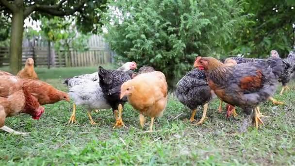 Hühner Auf Dem Geflügel Einem Ungarischen Bauernhof Zeitlupe — Stockvideo