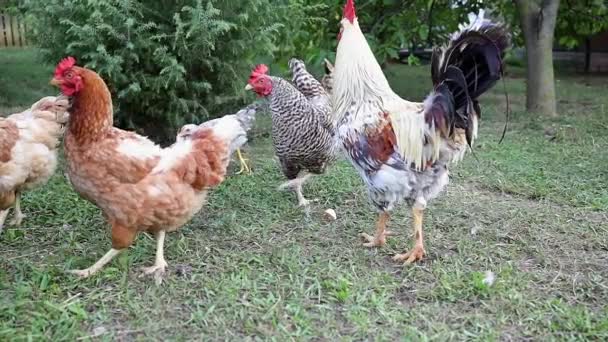 White Cock Hens Poultry Hungarian Farm Slow Motion — Stock Video