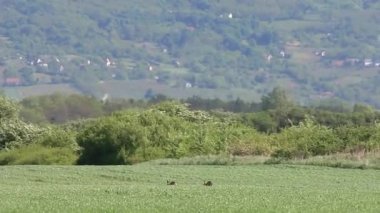 Baharda çayırlarda koşan iki tavşan.