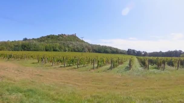 Rijen Van Veneuze Druiven Onder Het Kasteel Szigliget Hongarije — Stockvideo