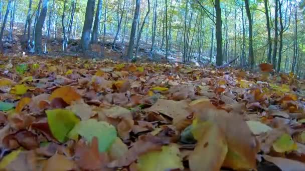 Wietrzne Pióro Lesie Bukowym Liśćmi — Wideo stockowe