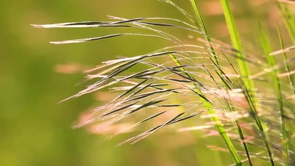 美しい太陽の下で草原草の詳細 — ストック動画