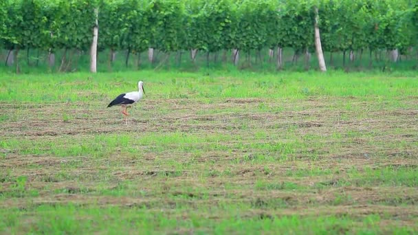 Vit Stork Walking Meadow — Stockvideo