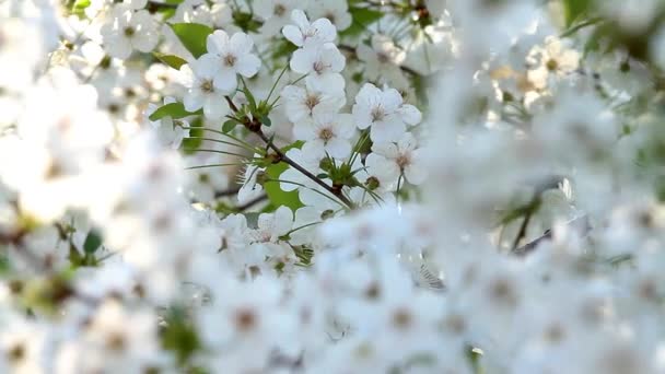 Nice Sour Cherry Flowers Spring Tracking — Stock Video