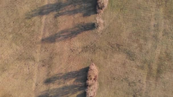 Aerial Winter Footage Trees Shadows Sunset Light — Stock Video