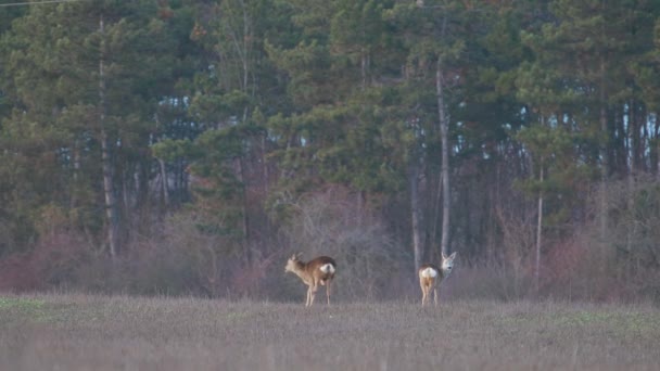 Groupe de chevreuils sur le terrain en hiver 