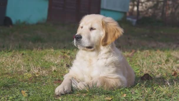 Leuke Kleine Golden Retriver Hond Liggend Grond Tuin — Stockvideo