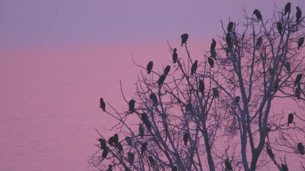 在落日光照下栖息在干枯树上的成群结队的夜莺 — 图库视频影像