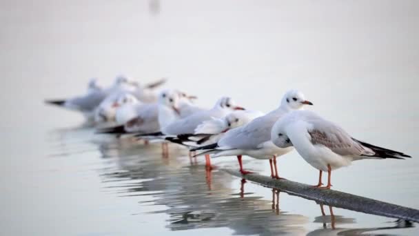 Muchas Gaviotas Lago Balaton Hungría Gaviota Cabeza Negra Chroicocephalus Ridibundus — Vídeos de Stock