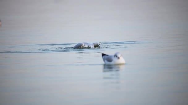 ハンガリーのバラトン湖の多くのカモメ 黒頭のカモメ Chroicosphalus Ridibunduus スローモーション映像 — ストック動画