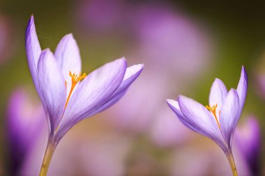 (Colchicum autumnale sonbaharda güzel nemli çiçek)