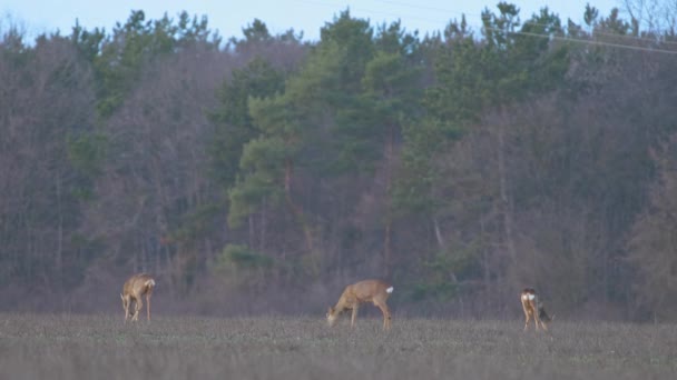 Three Roe Deers Eating Field — Stock Video