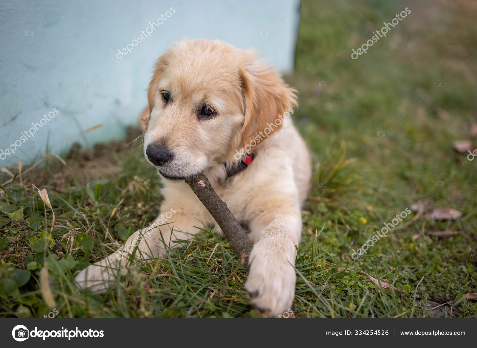 Red Hair Golden Retriever Puppy Red Golden Long Haired Top Golden
