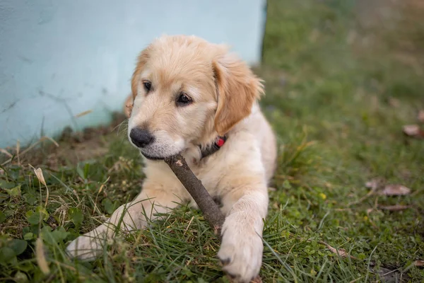 Beleza Golden retriever cachorro cachorro no jardim — Fotografia de Stock