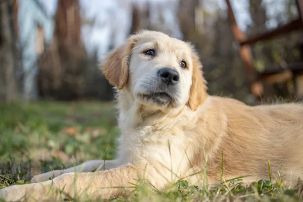 Beleza Golden retriever cachorro cachorro no jardim — Fotografia de Stock