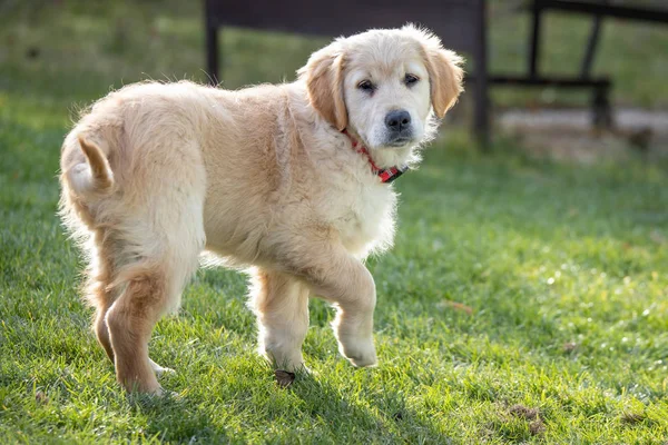 Skönhet Golden retriever valp hund i trädgården — Stockfoto