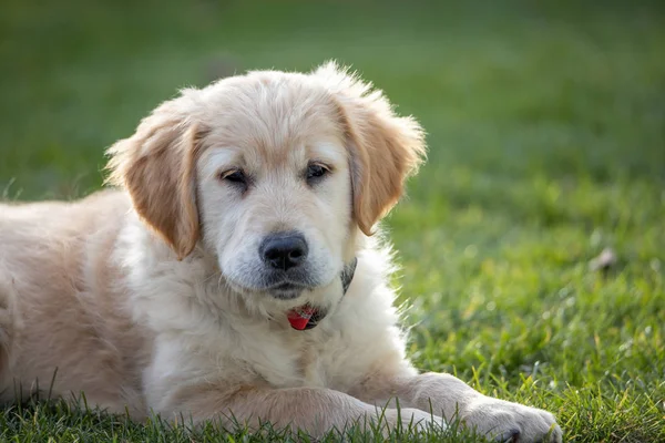 Skönhet Golden retriever valp hund i trädgården — Stockfoto