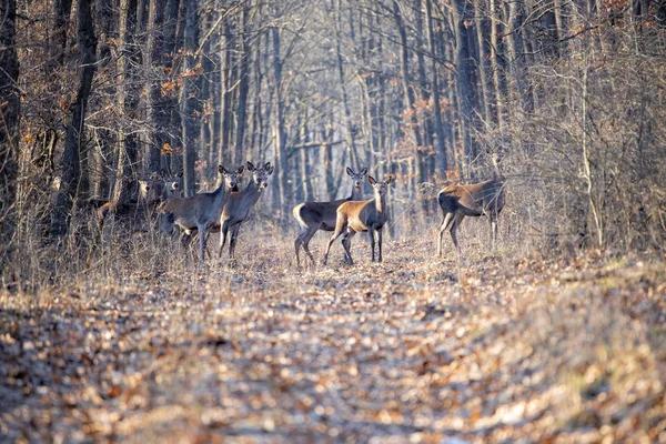 Gruppo di cervi rossi in autunno nella foresta. Paesaggio autunnale con mandrie di cervi . — Foto Stock