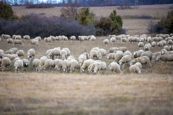 Mandria di pecore in un prato — Foto Stock