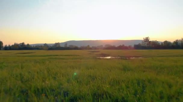 Flygbilder Ett Vackert Grönt Fält Med Solnedgångsljus — Stockvideo