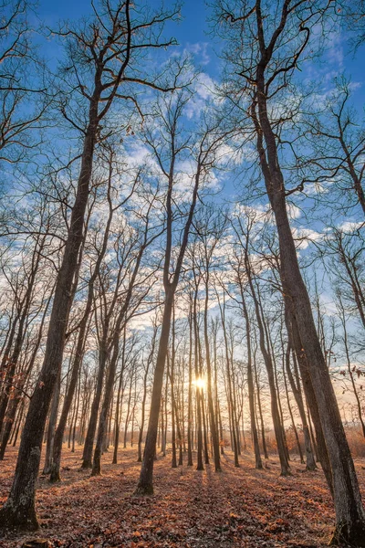 Tramonto in un bosco di querce d'autunno — Foto Stock