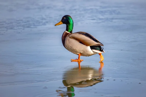 Pato selvagem, pato-reais caminhando no inverno no gelo — Fotografia de Stock