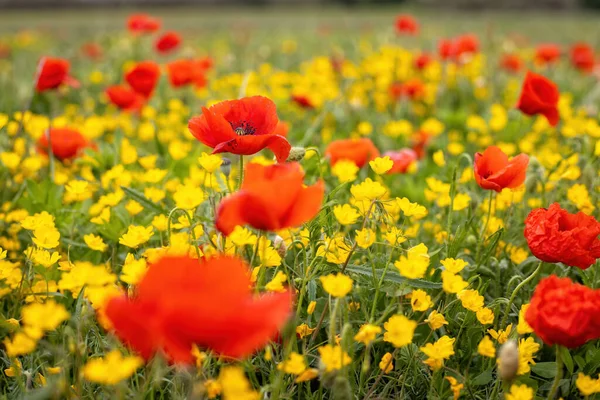 开着罂粟和黄色花朵的春花草甸 — 图库照片