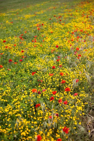 Spring flower meadow with poppy and yellow flowers — Stock Photo, Image