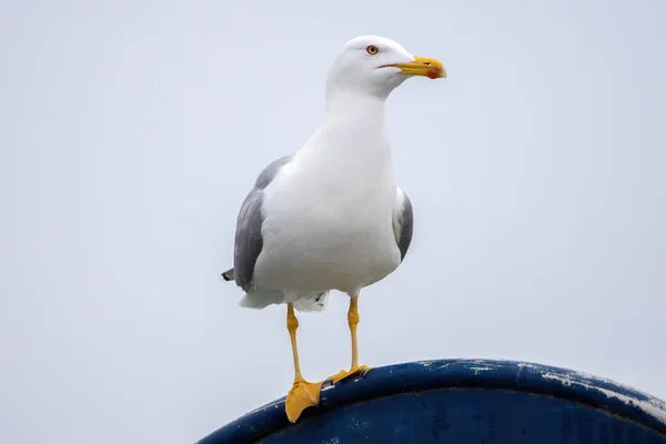 Close up of beautiful white seagull — Stock Photo, Image