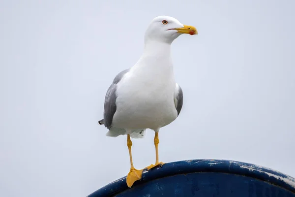 Primer plano de hermosa gaviota blanca — Foto de Stock