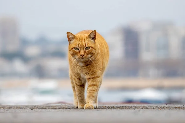 Striped red domestic cat walks to face, selective focus — Stock Photo, Image