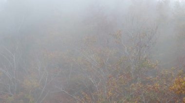 Soğuk bir günde sisli bir sonbahar kayın ormanı