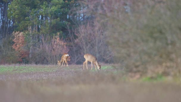 Twee Reeën Eten Het Veld — Stockvideo