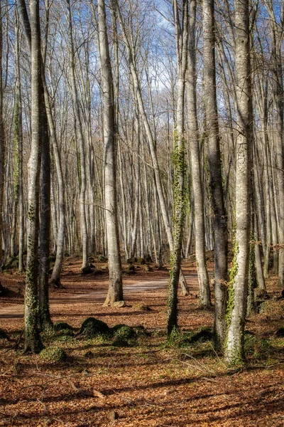 Belle Forêt Hêtres Par Une Journée Ensoleillée Printemps — Photo