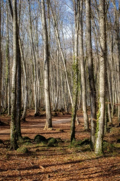 Hermoso Bosque Hayas Día Soleado Primavera —  Fotos de Stock