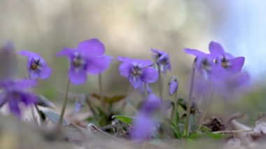 Ormanda baharda açan güzel viyola çiçekleri.